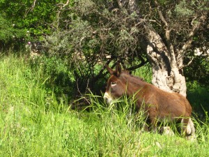 Cypriot-donkey