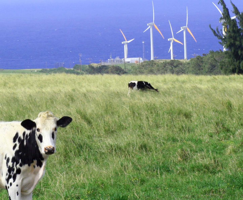 Wind farm in Kohala, Big Island of Hawaii