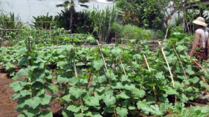 Desa Seni organic gardens, Bali