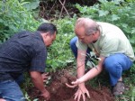 Sarinbuana Eco-lodge, Bali - planting trees in the rainforest