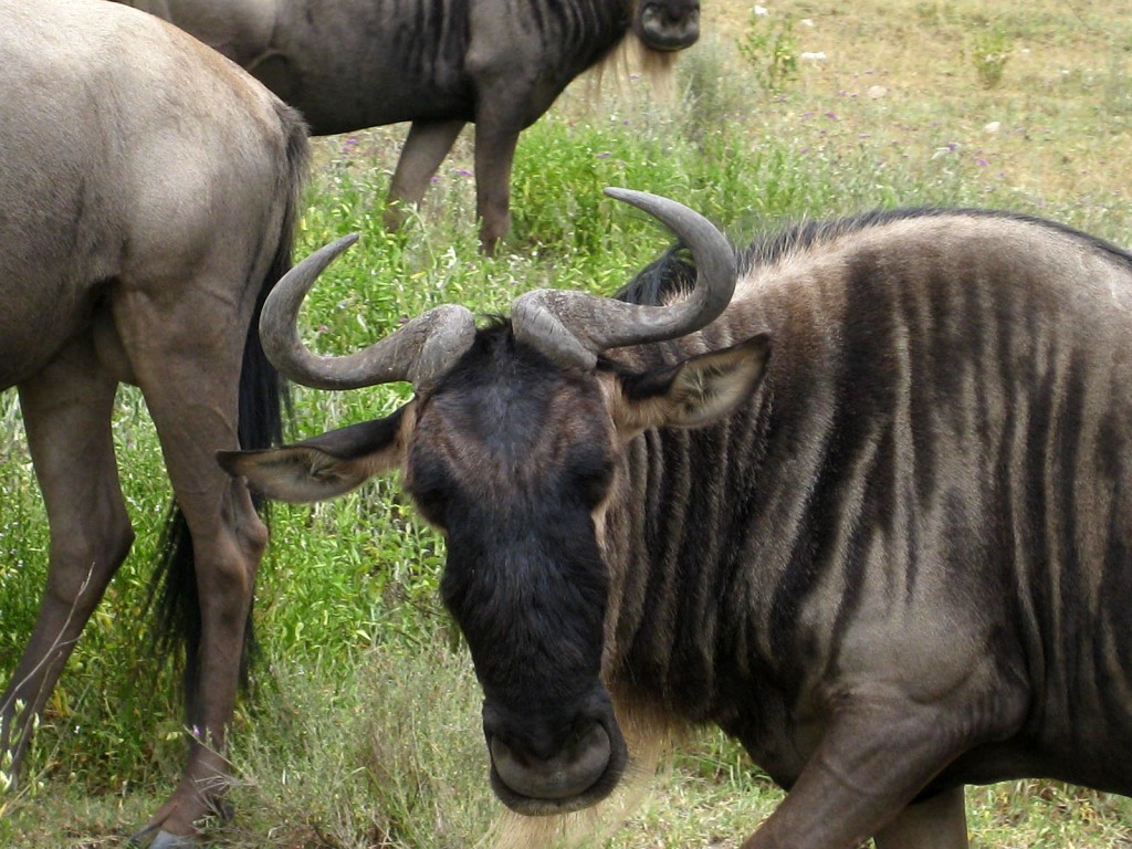 Curious wildebeest in the Serengeti, Tanzania