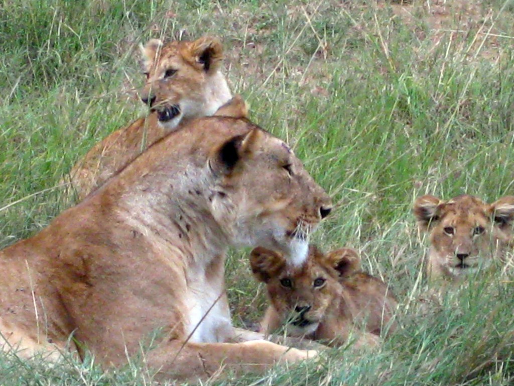 Curious cubs - Masai Mara, Kenya Curious lions cubs with mother - Masai Mara, Kenya