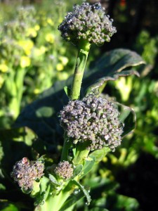 Certified organic gardens at Stanford Inn in Mendocino, California, USA