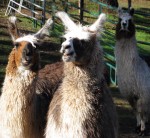 Pet llamas at Stanford Inn in Mendocino, California, USA