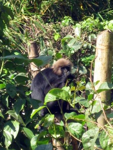 Nigrili langur in Spice Village's organic gardens