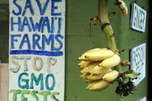 Anti-GMO sign at Laulima Farms in Kipahulu, Maui, Hawaii, USA