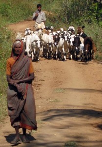 Goat herders on the bullock cart path in Tamil Nadu