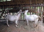 Mr T's goats - Van Vieng, Laos