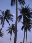 Beach palms - Six Senses Hua Hin, Thailand