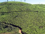 Tea plantation - Cardomom Hills - Kerala, India