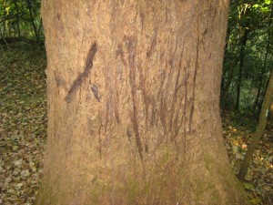 Tiger claw marks - Periyar Tiger Reserve, Kerala, India
