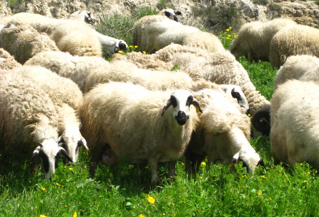 Grazing sheep - Akamas Heights, Cyprus Grazing sheep in the Akamas Heights of Cyprus