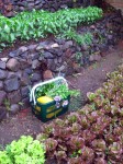 Organic garden at Laguna Lodge on Lake Atitlan, Guatemala 