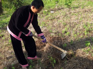 Planting organic trees and herbs for the king - Lanjia Lodge, northern Thailand