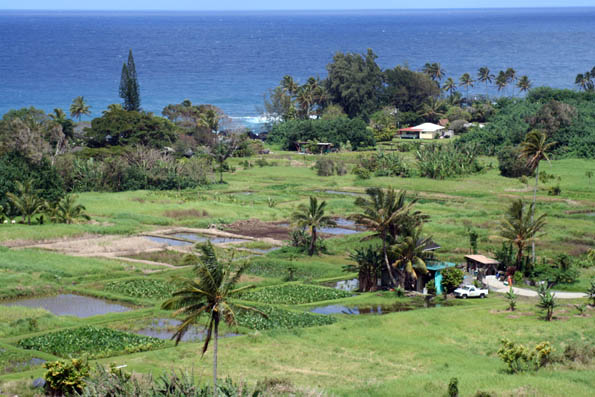 Traditional Taro patches from the road to Hana - Maui, Hawaii, USA