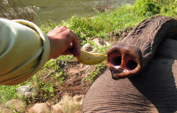 Feed the elephant a banana in Thailand or it doesn't move Feed the elephant a banana in Thailand or it doesn't move