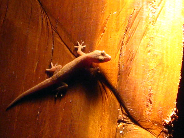Gecko in the night - Isla Mujeres, Quintana Roo, Mexico Gecko in the night on Isla Mujeres in Quintana Roo, Mexico