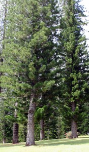 Stately Cook pines of Lanai in Lanai City, Hawaii, USA
