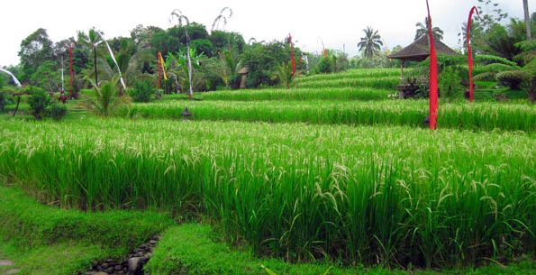 Organic red rice paddy - Bali, Indonesia Organic red rice paddy in Bali, Indonesia