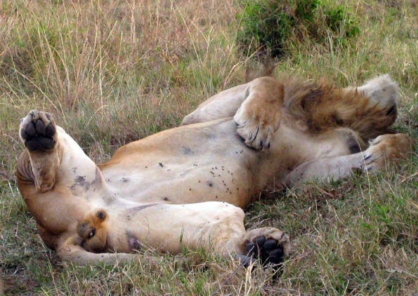 The lion sleeps today - Masai Mara, Kenya The lion sleeps today in the Masai Mara, Kenya