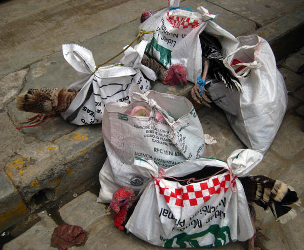 Turkeys in a bag at Ocotlan market - Oaxaca, Mexico Turkeys in a bag at Ocotlan market in Oaxaca, Mexico
