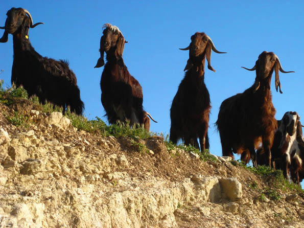 Curious Cyprus goats