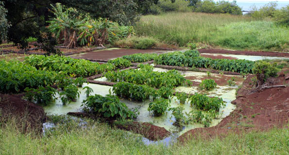 Lush, green taro patch on the East End of Molokai, Hawaii