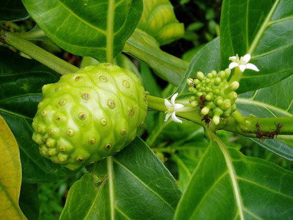Noni fruit at Hawaiian Health Ohana - Anahola, Kauai, Hawaii Noni fruit at Hawaiian Health Ohana in Anahola, Kauai, Hawaii