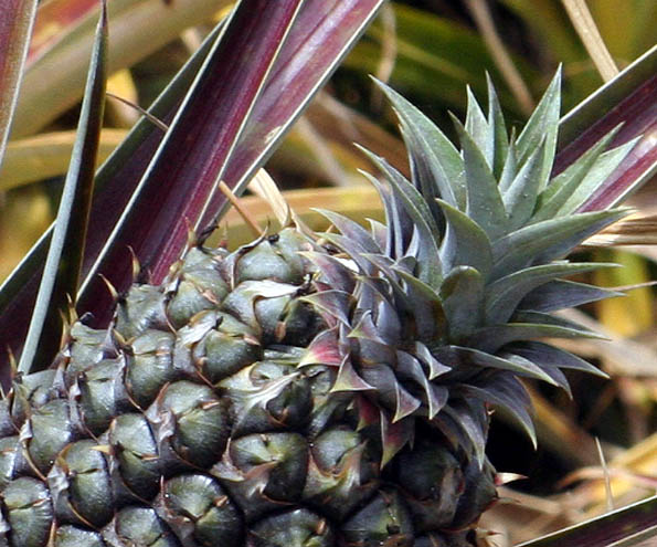 Organic pineapple plant, The Lodge at Koele - Lanai City, Lanai, Hawaii, USA Organic pineapple plant, The Lodge at Koele in Lanai City, Lanai, Hawaii, USA