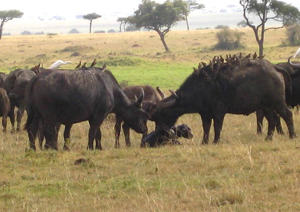 African Buffalo newborn calf being welcomed and protected in the Masai Mara, Kenya