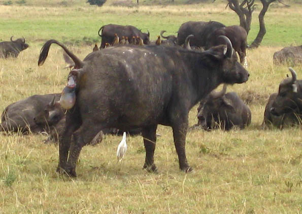 African Buffalo begins to give birth in the Masai Mara, Kenya