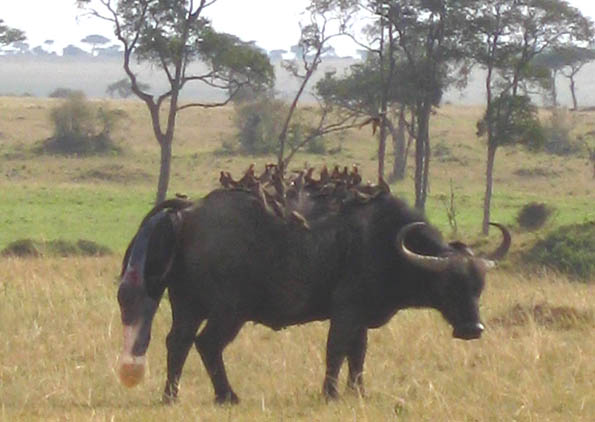 Birth of an African Buffalo calf continues in the Masai Mara, Kenya
