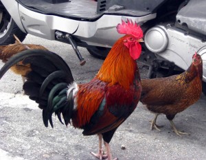 Gypsy chickens still strut the streets in Key West, Florida, USA