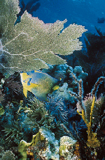 Coral reef in Florida Keys National Marine Sanctuary in Florida, USA