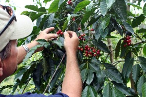Owner Robert Barnes with ripe certified organic Kona coffee beans at Kona Rainforest Farms in South Kona, Big Island, Hawaii, USA