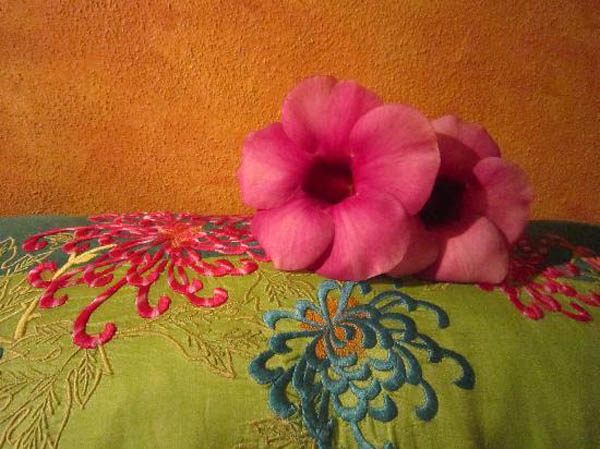 Hibiscus blossom on bed, Hotel Cielo Rojo - San Francisco, Nayarit, Mexico Hibiscus blossom on bed, Hotel Cielo Rojo in San Francisco, Nayarit, Mexico