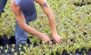 Harvesting organic lettuces for Organic Select Mexico - Puerto Vallarta, Jalisco, Mexico Harvesting organic lettuces for Organic Select Mexico near Puerto Vallarta, Jalisco, Mexico