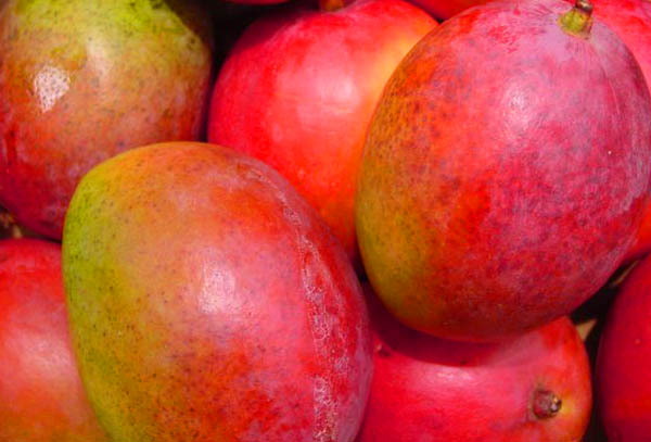 Mangoes - Nayarit, Mexico Mangoes in Nayarit, Mexico