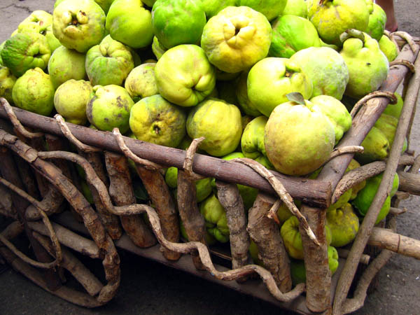 Membrillo (quince) - Atotonilquillo, Jalisco, Mexico Membrillo (quince) picked in Atotonilquillo, Jalisco, Mexico
