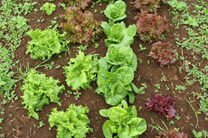 Tender organic lettuces, Honopua Farms - Waimea, Big Island, Hawaii, USA Tender organic lettuces, Honopua Farms - Waimea, Big Island, Hawaii, USA