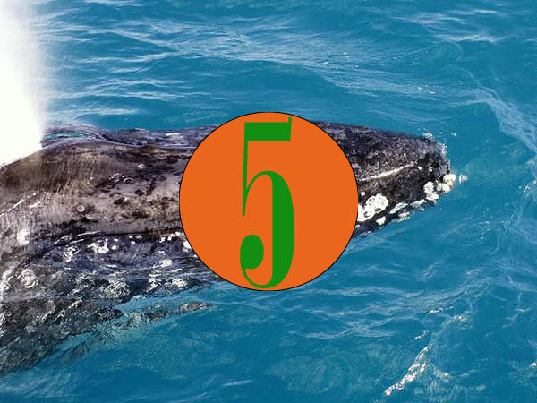 Humpback whale - 5 green to do's in Maui 