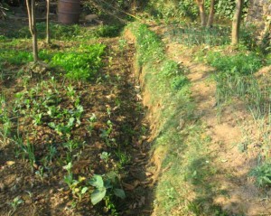 Organic garden, Himalayan International Yoga Academy - Kathmandu, Nepal Organic garden, Himalayan International Yoga Academy in Kathmandu, Nepal