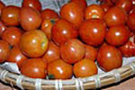 Organic tomatoes for sale, 1905 Restaurant farmers market in Kathmandu, Nepal