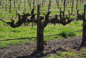 Ancient syrah vine in March in Napa Valley, California