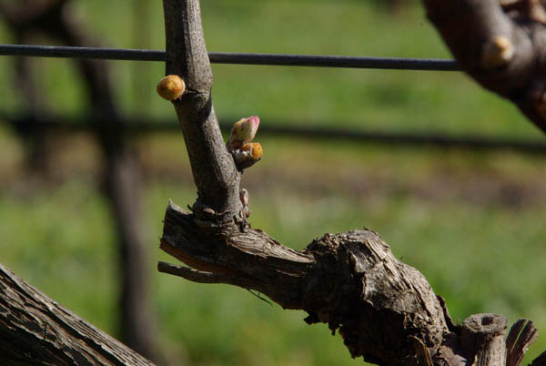 Budding grape vine in California