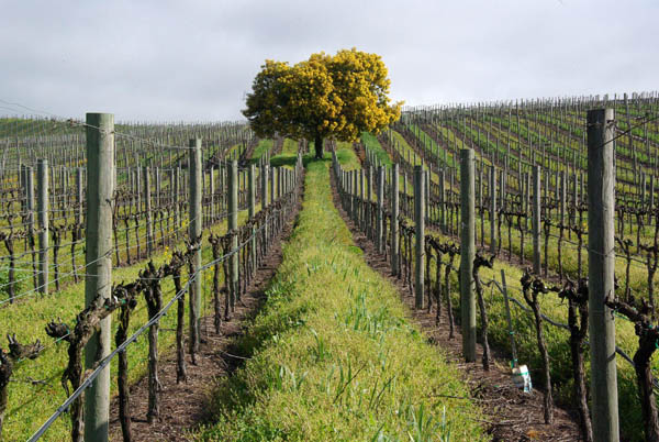 California vineyard rows California vineyard rows
