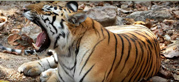 Roaring Bengal Tiger in Kanha National Park, India