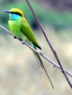 Colorful bird in Kanha National Park, India