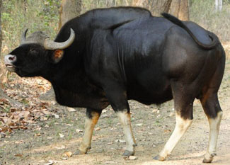 Gaur (Indian bison) in Kanha National Park, India