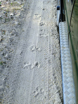 Tiger tracks in Kanha National Park, India
